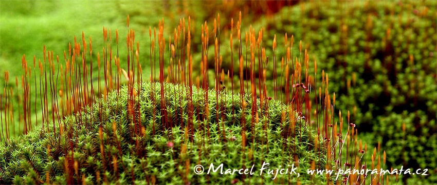 Mechová pole pod Babí horou